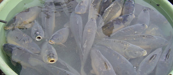 Christmas carp being sold from a street vendor